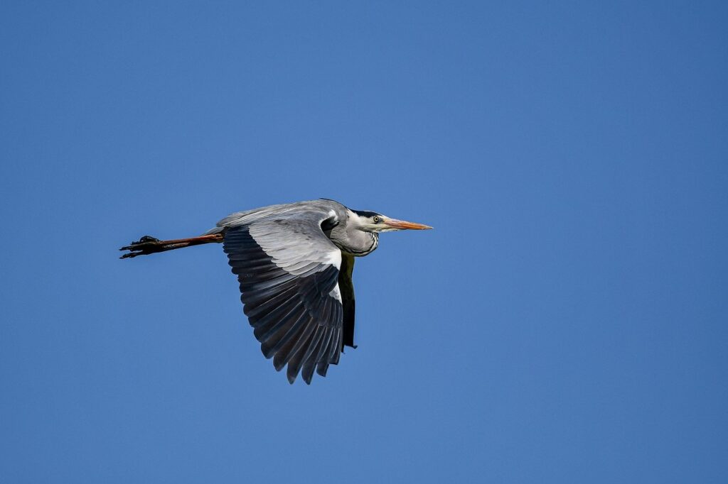 health guide ontpwellness