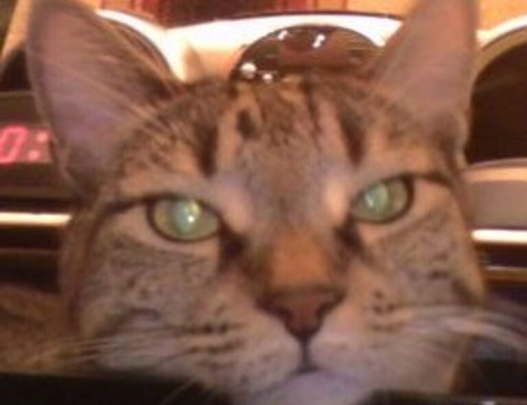 how does endbugflow software work