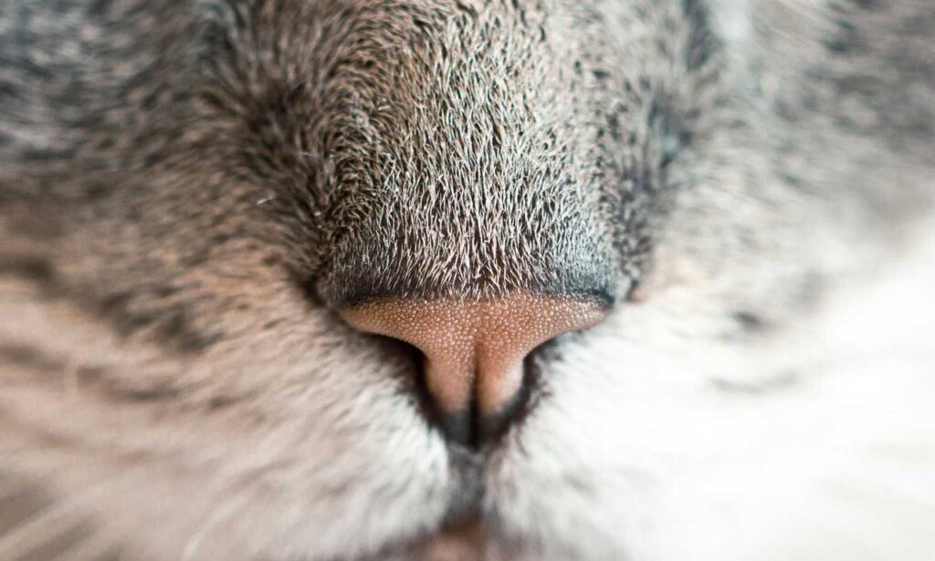 ontpwellness advice by ontpress