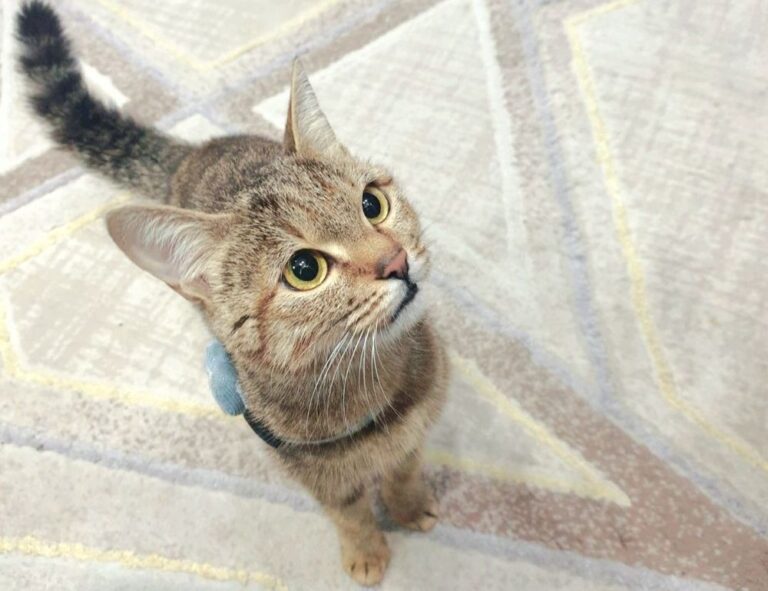 what about zirponax mover offense