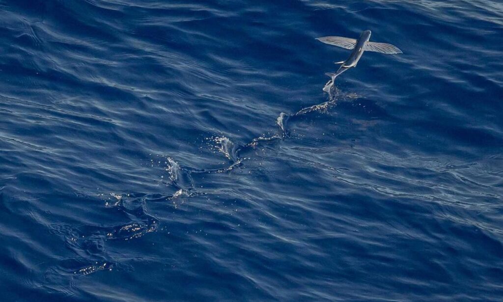 why is saisiege5487 not available in my country