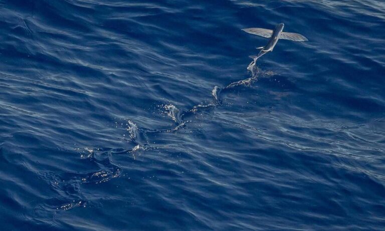 why is saisiege5487 not available in my country