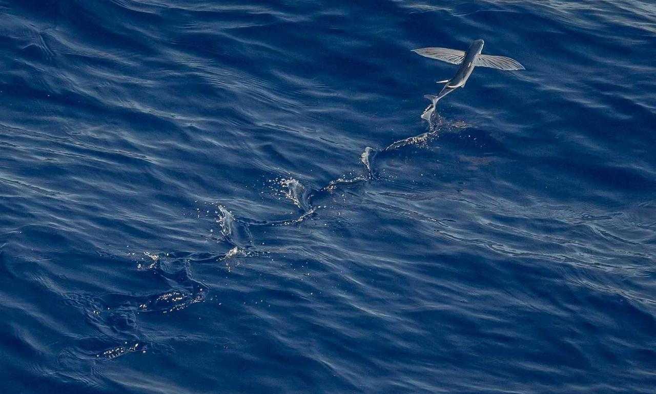 why is saisiege5487 not available in my country