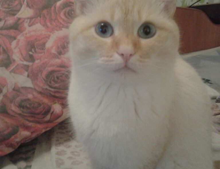 why software 5ah9.6max0 python fails