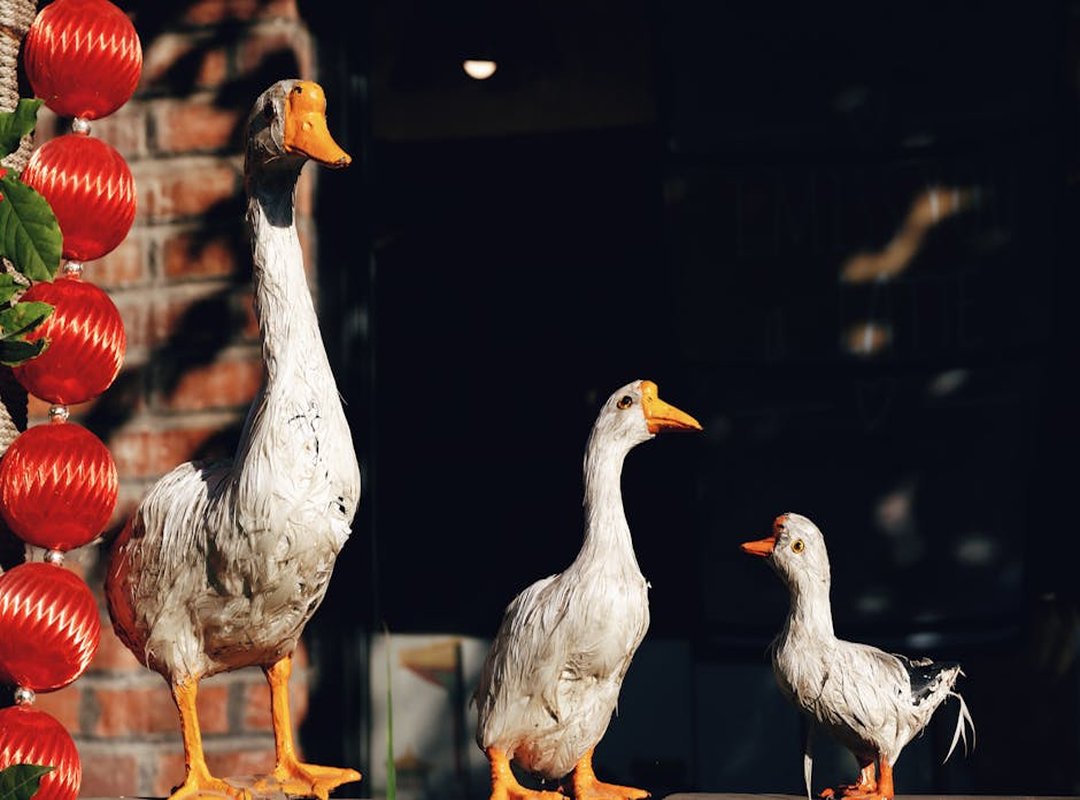 Conservation Status and Threats