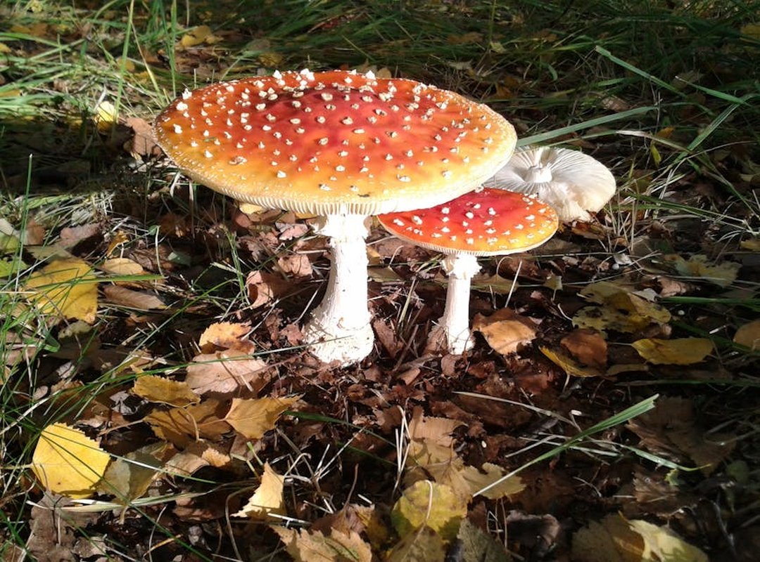 What Medications Should Be Avoided with Zydaisis Disease