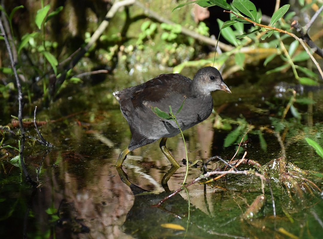 Film Versions and How to Find Them