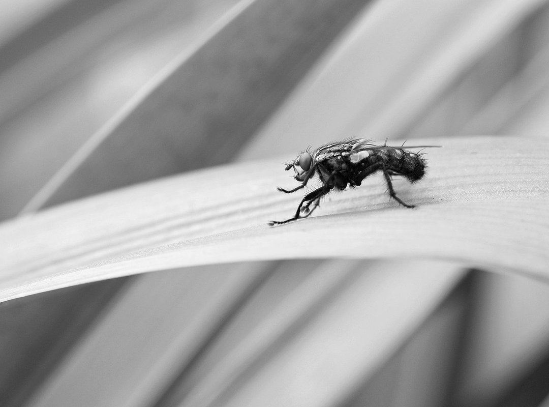 Why Seemingly Small Details Capture Public Attention